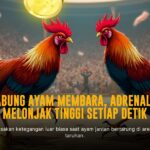 Rahasia Sabung Ayam SV388: Mengenal Jenis Ayam Aduan dan Peluang Menang