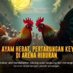 Membedah Dunia Ayam Bangkok di Sabung Ayam SV388