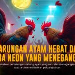 Mengulik Keunggulan Sabung Ayam SV388, Pilihan Para Juara