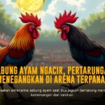 Mengenal Ayam Bangkok, Raja Sabung Ayam Online di SV388