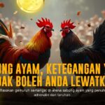 Mengenal Jenis Ayam Bangkok dalam Sabung Ayam SV388