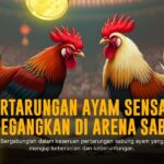 Mengenal Kelas Ayam Bangkok dalam Sabung Ayam Online