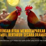 Odd Terbaik dari Sabung Ayam SV388: Peluang Menang yang Wajib Dipahami