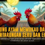 Kenali Ayam Bangkok, Primadona Sabung Ayam Online