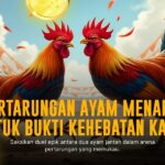 Kenali Ayam Bangkok, Raja Sabung Ayam yang Mendominasi Arena