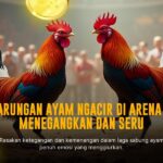 Sabung Ayam SV388: Arena Adu Ayam Digital dengan Odds Menggiurkan