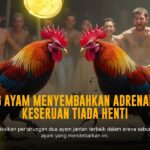 SV388 Sabung Ayam: Panduan Lengkap Jenis Ayam, Odds, dan Provider Terpercaya