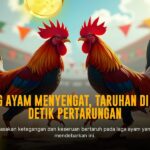 Rahasia Ayam Bangkok: Jagoan Sabung Ayam yang Tak Terkalahkan