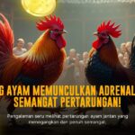 Seluk Beluk Sabung Ayam S128: Jenis Ayam dan Peluang Menang