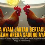 Mengenal Ayam Bangkok: Raja Sabung Ayam Asia Tenggara